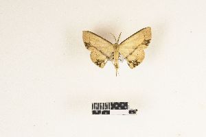  (Chlorerythra borbonica - RKIT00109_0101)  @11 [ ] cc-by-nc-sa (2025) Gauche Mirana PVBMT Research Unit, University of Reunion, CIRAD