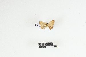  (Dithecodes purpuraria - RKIT00114_0101)  @11 [ ] cc-by-nc-sa (2025) Gauche Mirana PVBMT Research Unit, University of Reunion, CIRAD