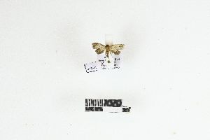  (Cydia undosa - RKIT00131_0101)  @11 [ ] cc-by-nc-sa (2025) Gauche Mirana PVBMT Research Unit, University of Reunion, CIRAD