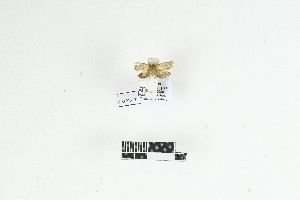  ( - RKIT00131_0102)  @11 [ ] cc-by-nc-sa (2025) Gauche Mirana PVBMT Research Unit, University of Reunion, CIRAD