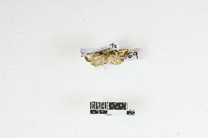  ( - RKIT00139_0102)  @11 [ ] cc-by-nc-sa (2025) Gauche Mirana PVBMT Research Unit, University of Reunion, CIRAD