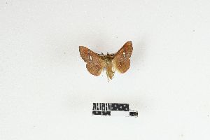  ( - RKIT00150_0102)  @11 [ ] cc-by-nc-sa (2025) Gauche Mirana PVBMT Research Unit, University of Reunion, CIRAD