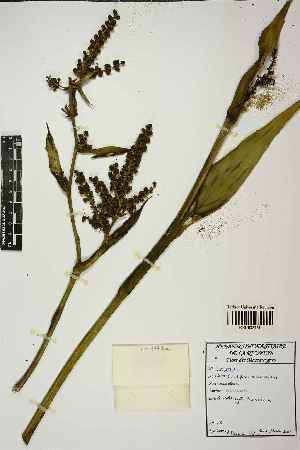  ( - LO_1771a)  @11 [ ] cc-by-nc-sa (2023) Gauche Mirana PVBMT Research Unit, University of Reunion, CIRAD