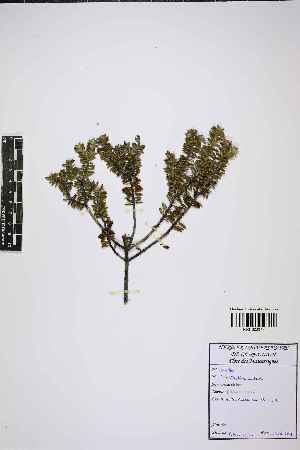  (Phylica nitida - LO_1765)  @11 [ ] cc-by-nc-sa (2023) Gauche Mirana PVBMT Research Unit, University of Reunion, CIRAD