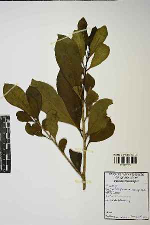  ( - LO_1741)  @11 [ ] cc-by-nc-sa (2023) Gauche Mirana PVBMT Research Unit, University of Reunion, CIRAD