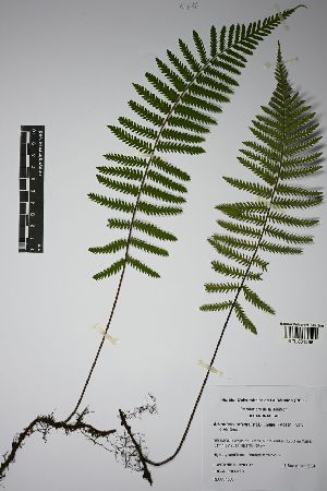  (Arthropteris - REU031586)  @11 [ ] cc-by-nc-sa (2024) Gauche Mirana PVBMT Research Unit, University of Reunion, CIRAD