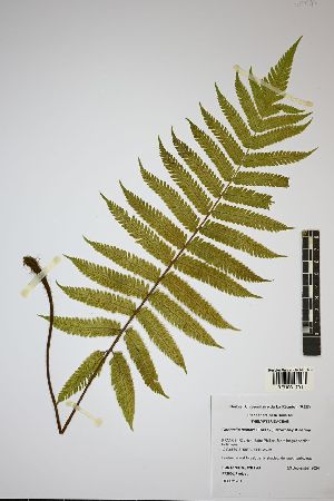  (Christella dentata - REU031701)  @11 [ ] cc-by-nc-sa (2024) Gauche Mirana PVBMT Research Unit, University of Reunion, CIRAD