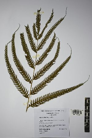  (Pteris scabra - REU031809)  @11 [ ] cc-by-nc-sa (2024) Gauche Mirana PVBMT Research Unit, University of Reunion, CIRAD