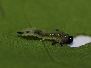  ( - FRC00024)  @12 [ ] CreativeCommons - Attribution Non-Commercial Share-Alike (2017) Carlo L. Seifert Institute of Entomology, Biology Centre CAS, Ceske Budejovice