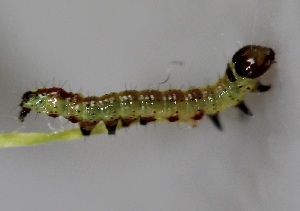  ( - FRC00058)  @12 [ ] CreativeCommons - Attribution Non-Commercial Share-Alike (2017) Carlo L. Seifert Institute of Entomology, Biology Centre CAS, Ceske Budejovice
