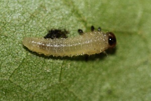 ( - FRC30170)  @12 [ ] CreativeCommons - Attribution Non-Commercial Share-Alike (2017) Carlo L. Seifert Institute of Entomology, Biology Centre CAS, Ceske Budejovice