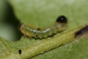  ( - FRC30632)  @12 [ ] CreativeCommons - Attribution Non-Commercial Share-Alike (2017) Carlo L. Seifert Institute of Entomology, Biology Centre CAS, Ceske Budejovice