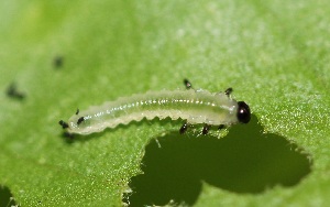  ( - FRC31609)  @12 [ ] CreativeCommons - Attribution Non-Commercial Share-Alike (2017) Carlo L. Seifert Institute of Entomology, Biology Centre CAS, Ceske Budejovice