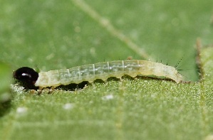  ( - FRC41554)  @12 [ ] CreativeCommons - Attribution Non-Commercial Share-Alike (2017) Carlo L. Seifert Institute of Entomology, Biology Centre CAS, Ceske Budejovice