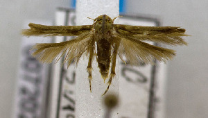  (LepidopteraGEN sp. ACK9145 - USNM ENT 00720237)  @13 [ ] Unspecified (default): All Rights Reserved  Unspecified Unspecified