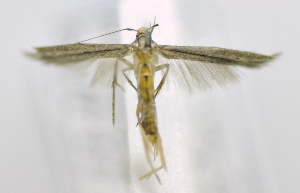  (LepidopteraGEN sp. ACK9219 - USNM ENT 00720292)  @13 [ ] Unspecified (default): All Rights Reserved  Unspecified Unspecified