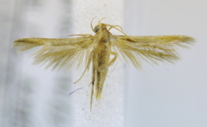  (LepidopteraGEN sp. ACL6279 - USNM ENT 00720336)  @12 [ ] Unspecified (default): All Rights Reserved  Unspecified Unspecified