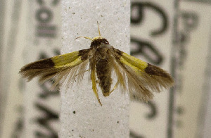  (LepidopteraGEN sp. ACK9196 - USNM ENT 00721910)  @13 [ ] Unspecified (default): All Rights Reserved  Unspecified Unspecified