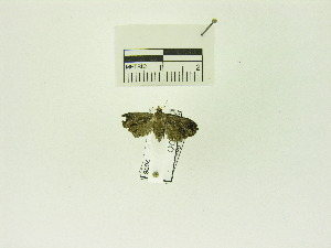  (Cryptophlebia sp. AAG0340 - USNM ENT 00662052)  @12 [ ] Unspecified (default): All Rights Reserved  Unspecified Unspecified
