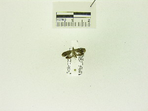 (Acanthoclita sp. AAE9720 - USNM ENT 00664996)  @12 [ ] Unspecified (default): All Rights Reserved  Unspecified Unspecified