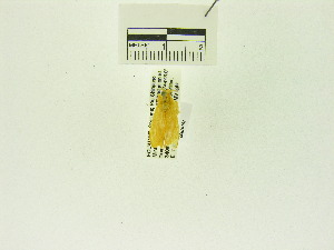 ( - USNM ENT 00676152)  @12 [ ] Unspecified (default): All Rights Reserved  Unspecified Unspecified