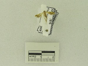  (Stathmopoda sp. AAG3464 - USNM ENT 00660632)  @12 [ ] Unspecified (default): All Rights Reserved  Unspecified Unspecified