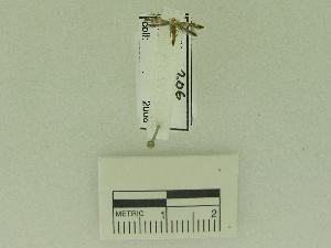  (LepidopteraGEN sp. AAH5194 - USNM ENT 00667707)  @12 [ ] Unspecified (default): All Rights Reserved  Unspecified Unspecified