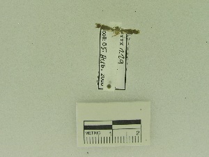  (LepidopteraGEN sp. AAH5195 - USNM ENT 00667740)  @12 [ ] Unspecified (default): All Rights Reserved  Unspecified Unspecified