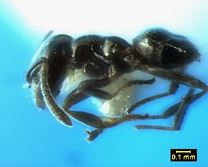  (Agraulomyrmex meridionalis - ASA_CED_5_01)  @14 [ ] Copyright (2011) Brigitte Braschler DST-NRF Centre of Excellence for Invasion Biology, Department of Botany and Zoology, Stellenbosch University