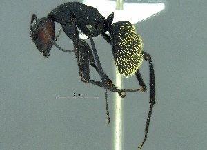  (Camponotus brevisetosus - 38750_HYM-C007283_brevisetosus_H04)  @11 [ ] Copyright (2021) Iziko Museums of South Africa Iziko Museums of South Africa