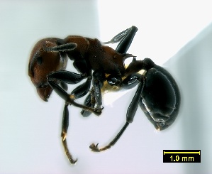  (Atopomyrmex - ASA_KZN_2012_58_01)  @15 [ ] Copyright (2012) Brigitte Braschler DST-NRF Centre of Excellence for Invasion Biology, Department of Botany and Zoology, Stellenbosch University