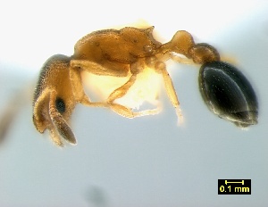  ( - ASA_NC_146_04)  @13 [ ] Copyright (2011) Brigitte Braschler DST-NRF Centre of Excellence for Invasion Biology, Department of Botany and Zoology, Stellenbosch University