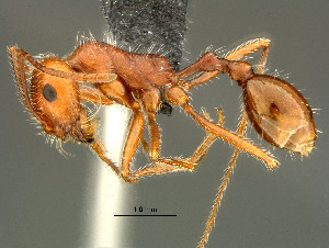  (Ocymyrmex dekerus - HYM-C024661)  @15 [ ] Unspecified (default): All Rights Reserved  Iziko Museums Unspecified