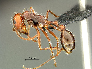  (Ocymyrmex sp - HYM-C024666)  @16 [ ] Unspecified (default): All Rights Reserved  Iziko Museums Unspecified