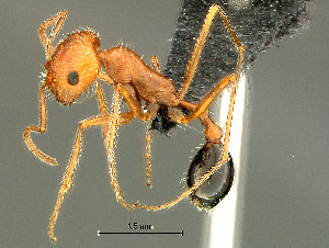  (Ocymyrmex engytachys - HYM-C024669)  @15 [ ] Unspecified (default): All Rights Reserved  Iziko Museums Unspecified