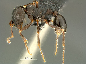  (Tetramorium sp - HYM-C027012)  @16 [ ] Unspecified (default): All Rights Reserved  Iziko Museums Unspecified