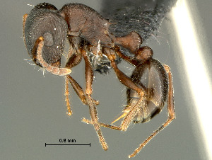  (Tetramorium sp - HYM-C027015)  @16 [ ] Unspecified (default): All Rights Reserved  Iziko Museums Unspecified