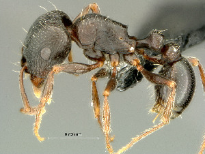  (Tetramorium sp. nov 2 - HYM-C026799)  @15 [ ] Unspecified (default): All Rights Reserved  Iziko Museums Unspecified