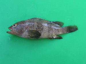  (Epinephelus fasciatomaculosus - FSCS 43-w-1)  @11 [ ] Unspecified (default): All Rights Reserved  Unspecified Unspecified