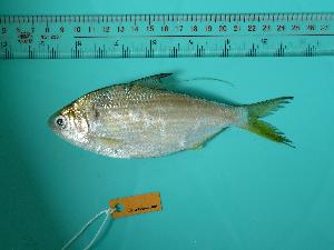  ( - SCSIO-Fish-Z711010)  @13 [ ] Unspecified (default): All Rights Reserved  Unspecified Unspecified