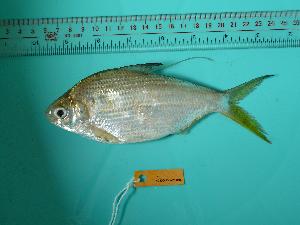  ( - SCSIO-Fish-Z711011)  @13 [ ] Unspecified (default): All Rights Reserved  Unspecified Unspecified