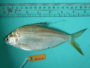  ( - SCSIO-Fish-Z711013)  @11 [ ] Unspecified (default): All Rights Reserved  Unspecified Unspecified
