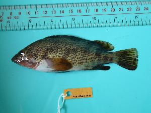  ( - SCSIO-Fish-Z711015)  @11 [ ] Unspecified (default): All Rights Reserved  Unspecified Unspecified