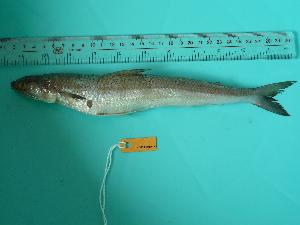  ( - SCSIO-Fish-Z711023)  @13 [ ] Unspecified (default): All Rights Reserved  Unspecified Unspecified