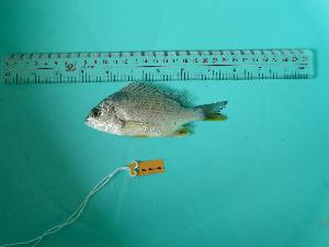  ( - SCSIO-Fish-Z711027)  @14 [ ] Unspecified (default): All Rights Reserved  Unspecified Unspecified