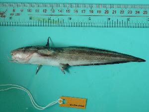  ( - SCSIO-Fish-Z711045)  @13 [ ] Unspecified (default): All Rights Reserved  Unspecified Unspecified