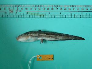  ( - SCSIO-Fish-Z711046)  @12 [ ] Unspecified (default): All Rights Reserved  Unspecified Unspecified