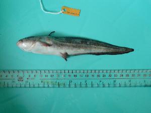  ( - SCSIO-Fish-Z711047)  @12 [ ] Unspecified (default): All Rights Reserved  Unspecified Unspecified