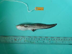  ( - SCSIO-Fish-Z711048)  @12 [ ] Unspecified (default): All Rights Reserved  Unspecified Unspecified