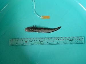  ( - SCSIO-Fish-Z711049)  @12 [ ] Unspecified (default): All Rights Reserved  Unspecified Unspecified